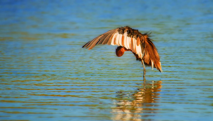 a large bird with wings spread out over water