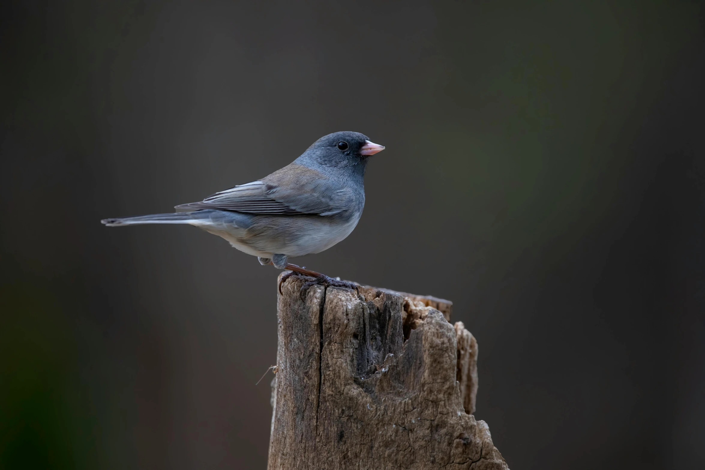 a bird that is sitting on a wooden pole