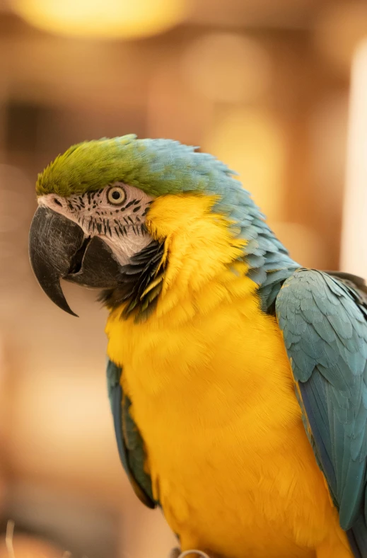 a green and blue parrot sits on a perch