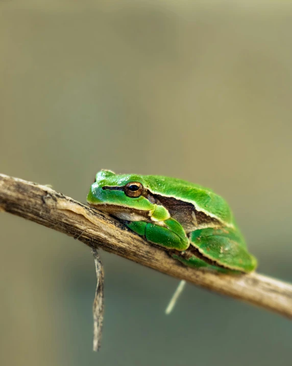 a small green frog sits on top of a tree nch