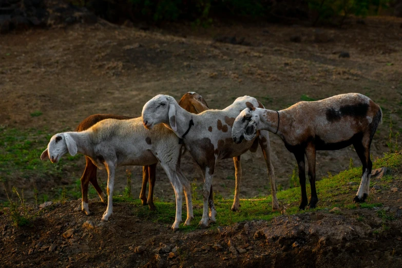 horses are standing on a hill and eating grass