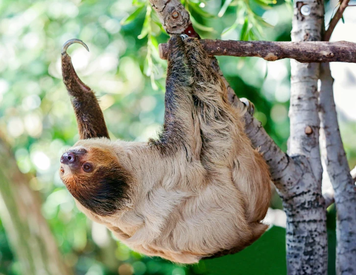 a brown sloth climbing on a tree nch