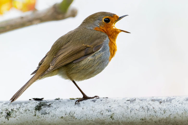 a small bird sitting on the top of a roof