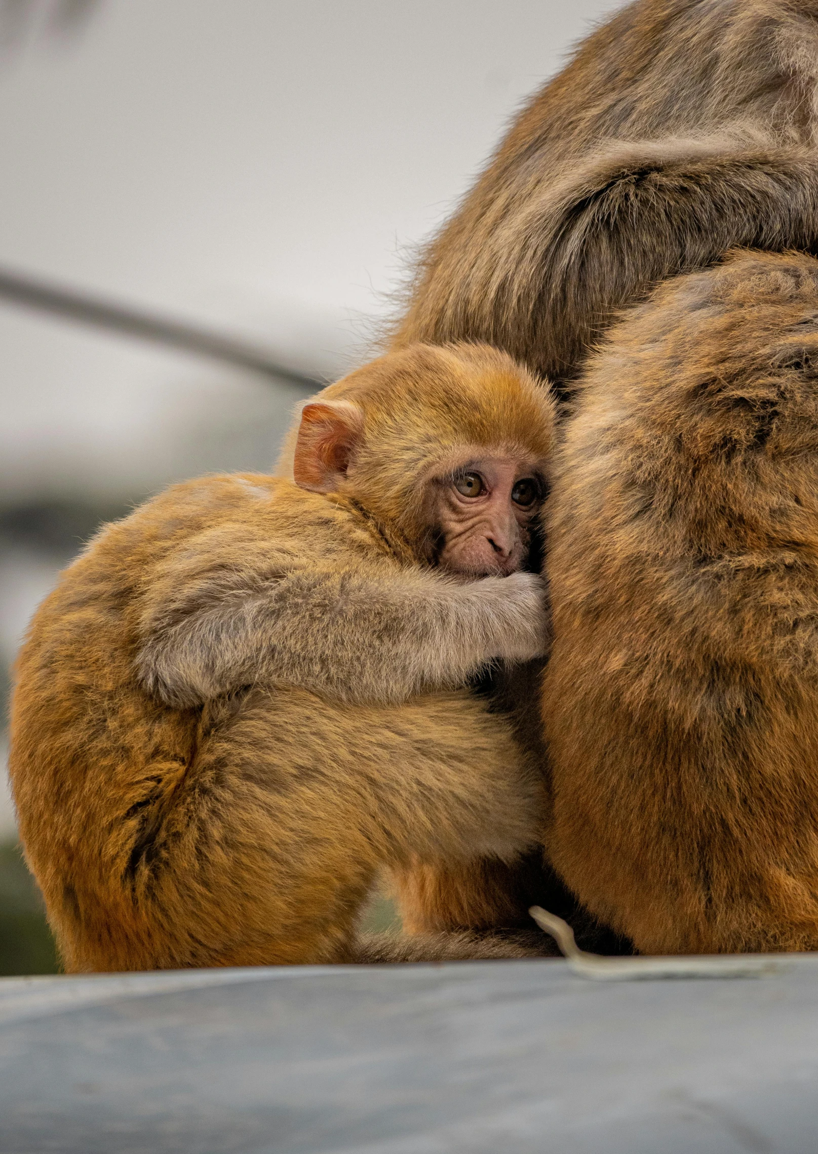 a mother and baby monkey are cuddling together