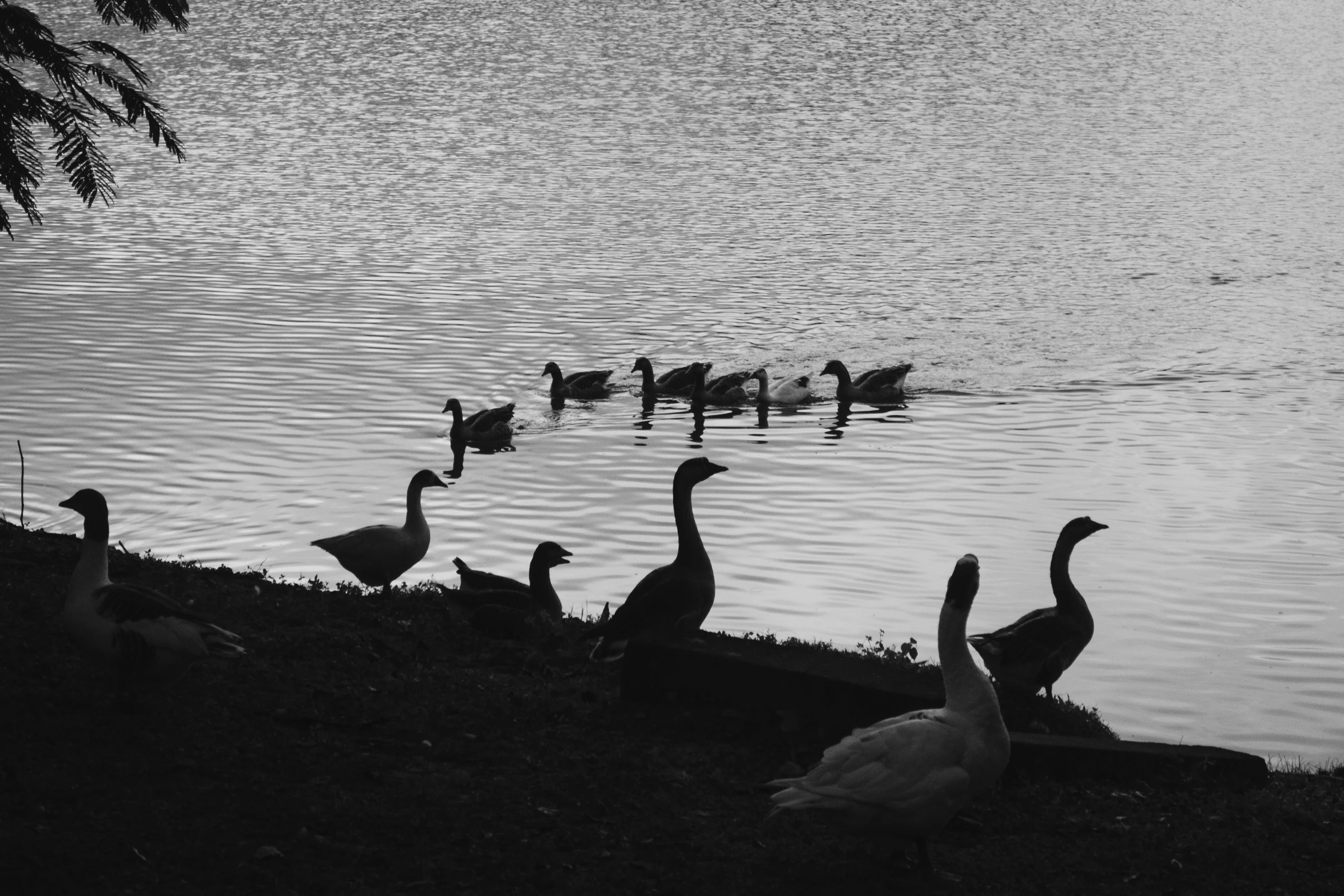 a flock of ducks standing on top of a lake