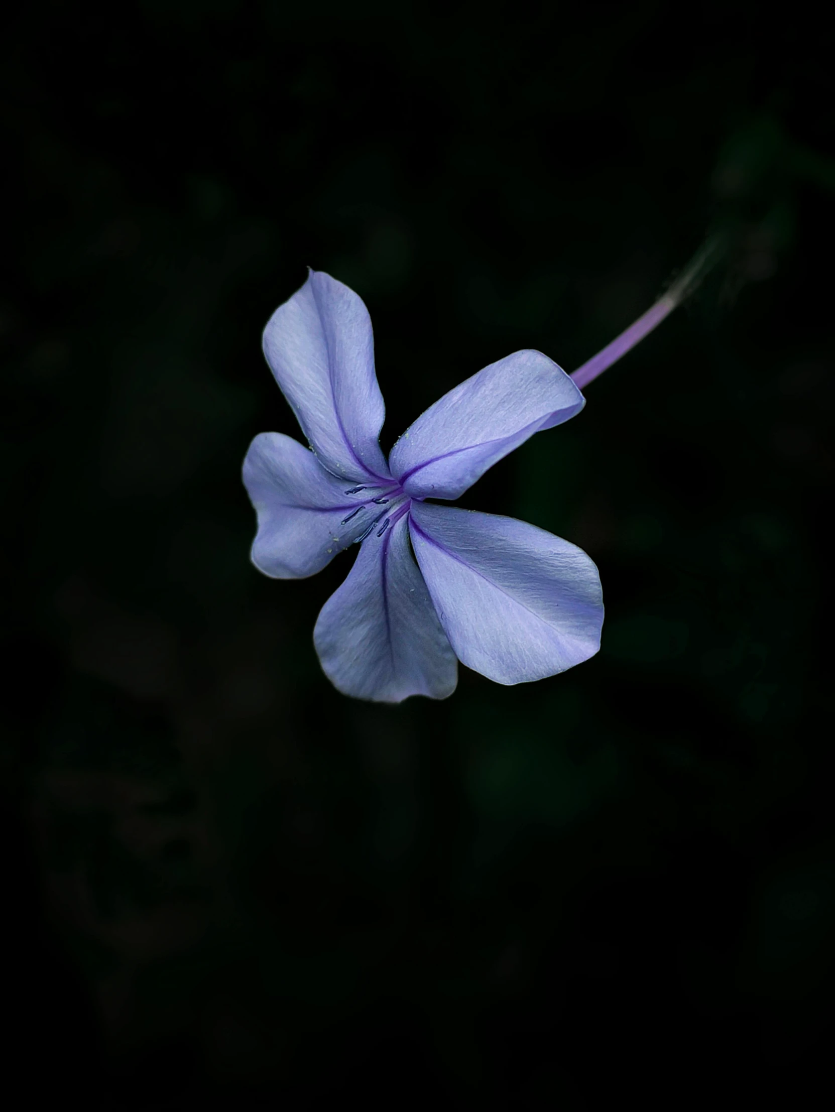 a flower with purple petals growing from the center of it