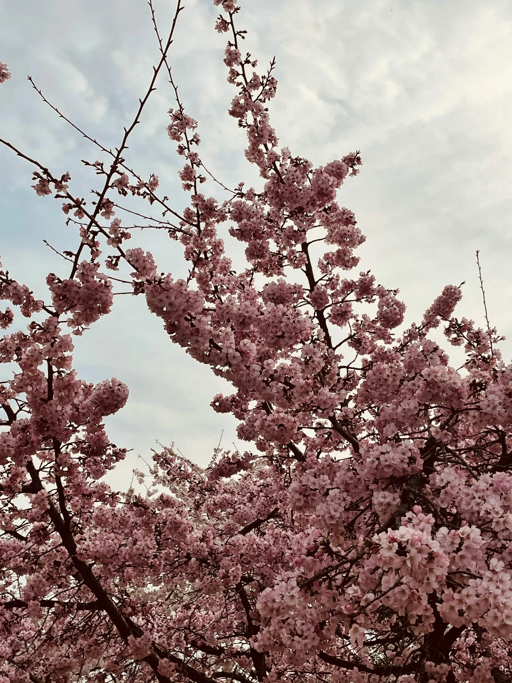 a lone umbrella is on the top of a cherry blossom tree