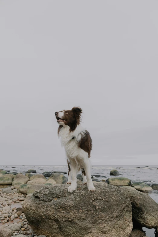 a small brown and white dog standing on some rocks