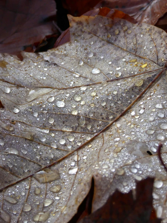 rain droplets on a leaf in the ground