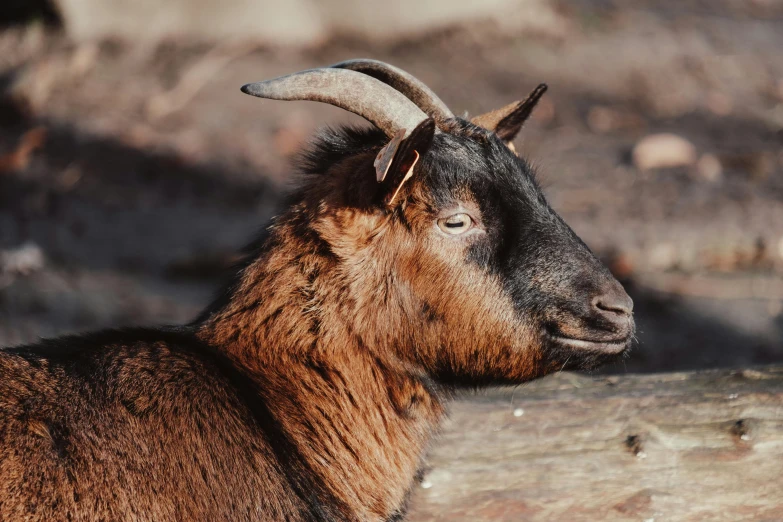 a goat with long horns is resting on some rocks