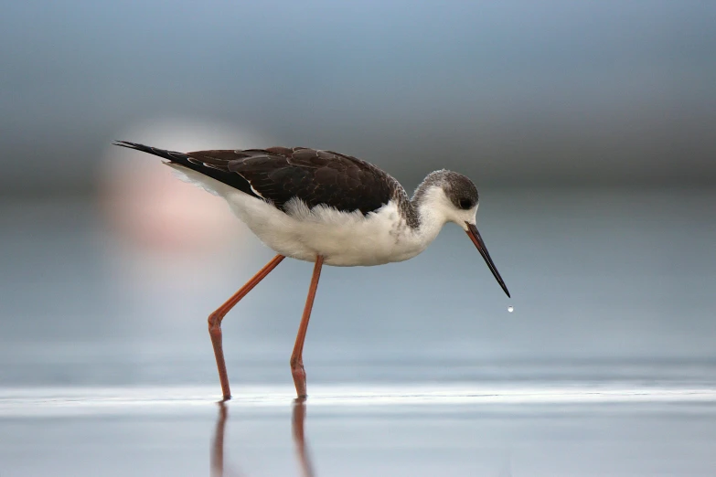 a little bird with a long bill walking on the water