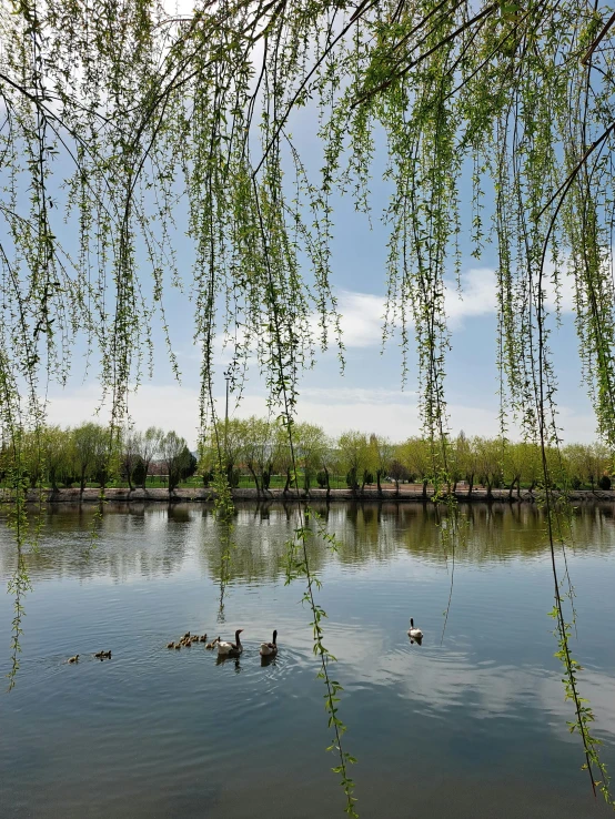 a couple of ducks swimming through the water near a bridge