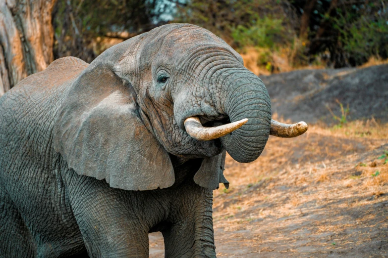 an elephant standing in the dirt with its trunk raised