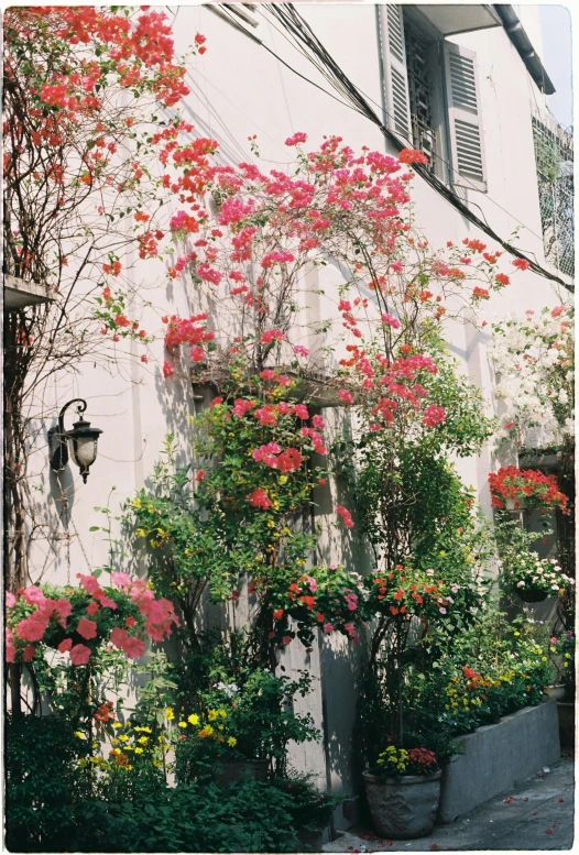 a bunch of flowers that are on a building