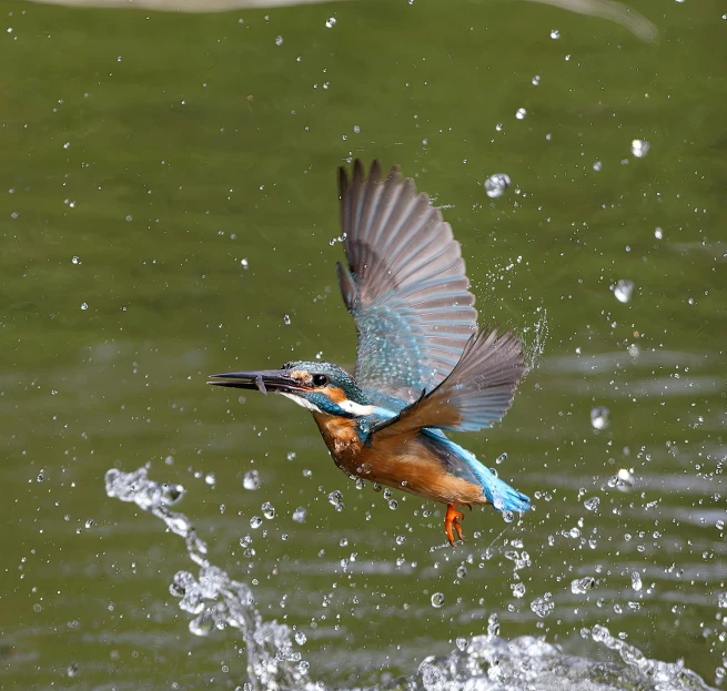 an image of a bird that is in the water