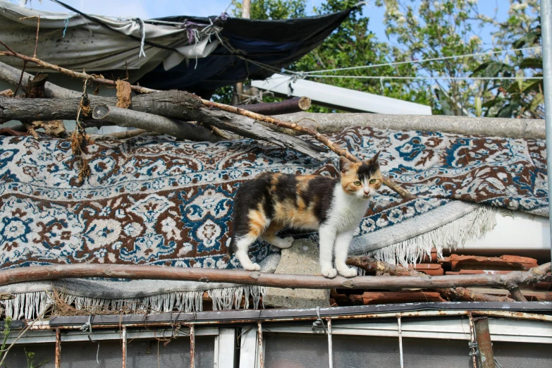 a cat is standing on a rug in the yard