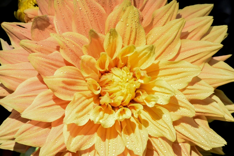 an orange and yellow dahlia is in full bloom