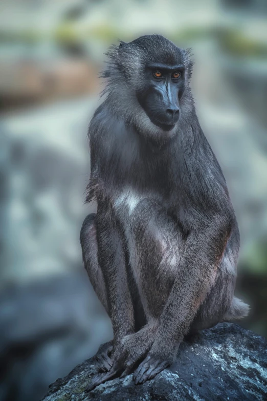 an adult male baboon sitting on a rock