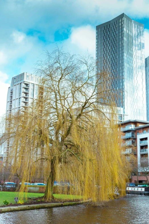 the yellow leaves on the tree are changing color in the park