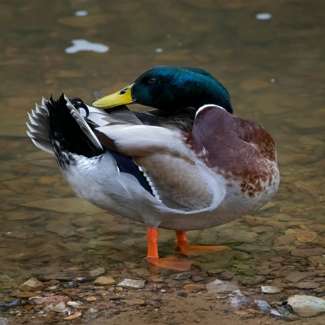 a pair of ducks sit on rocks in shallow water