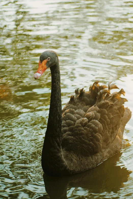 a duck in the water with a pink beak