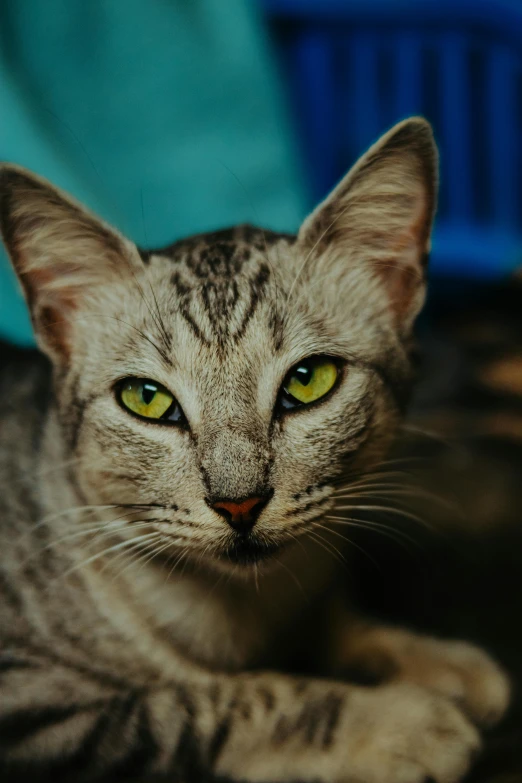 a close - up of a cat laying on a couch