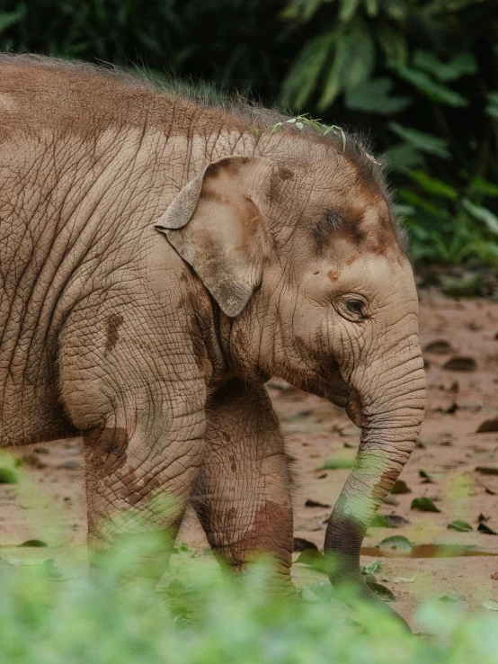 an baby elephant walking near the edge of the ground