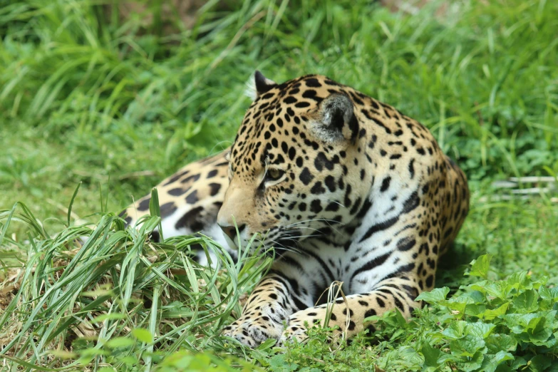 a close up of a jaguar laying in the grass