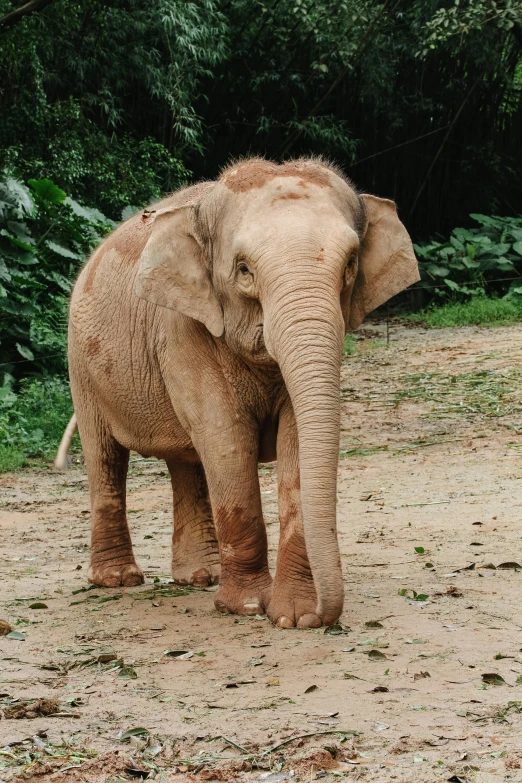 an elephant standing next to trees in the dirt