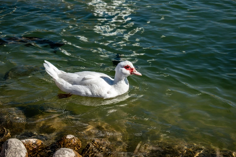 there is a duck that is swimming in the water