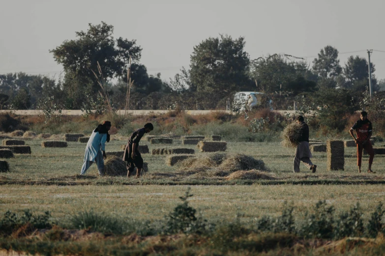 several people picking up bales in the field