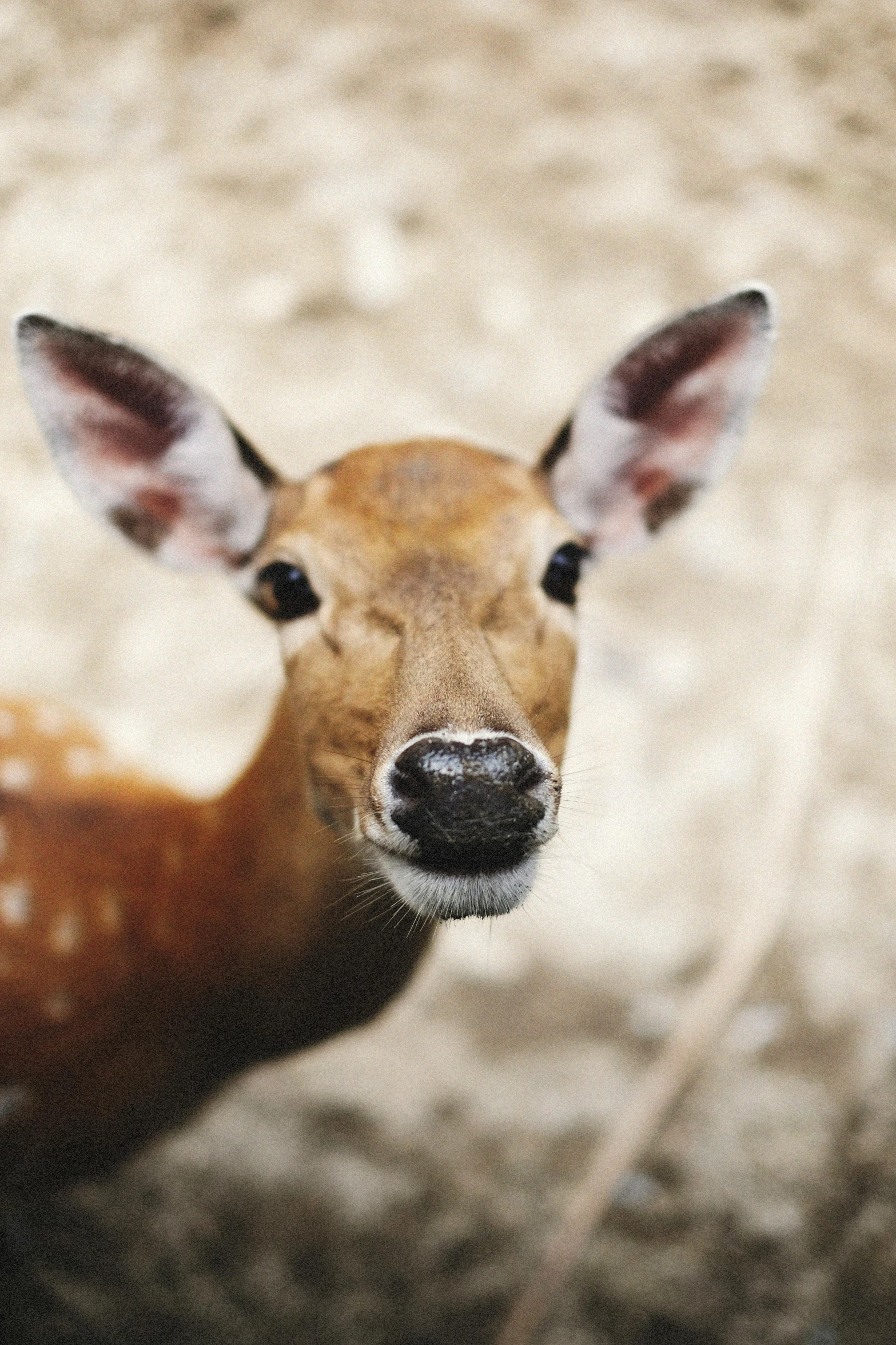 a young deer is looking at the camera