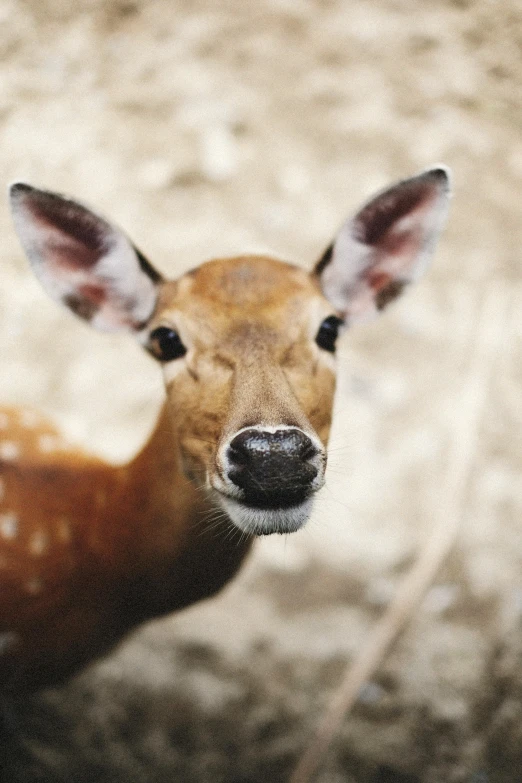 a young deer is looking at the camera