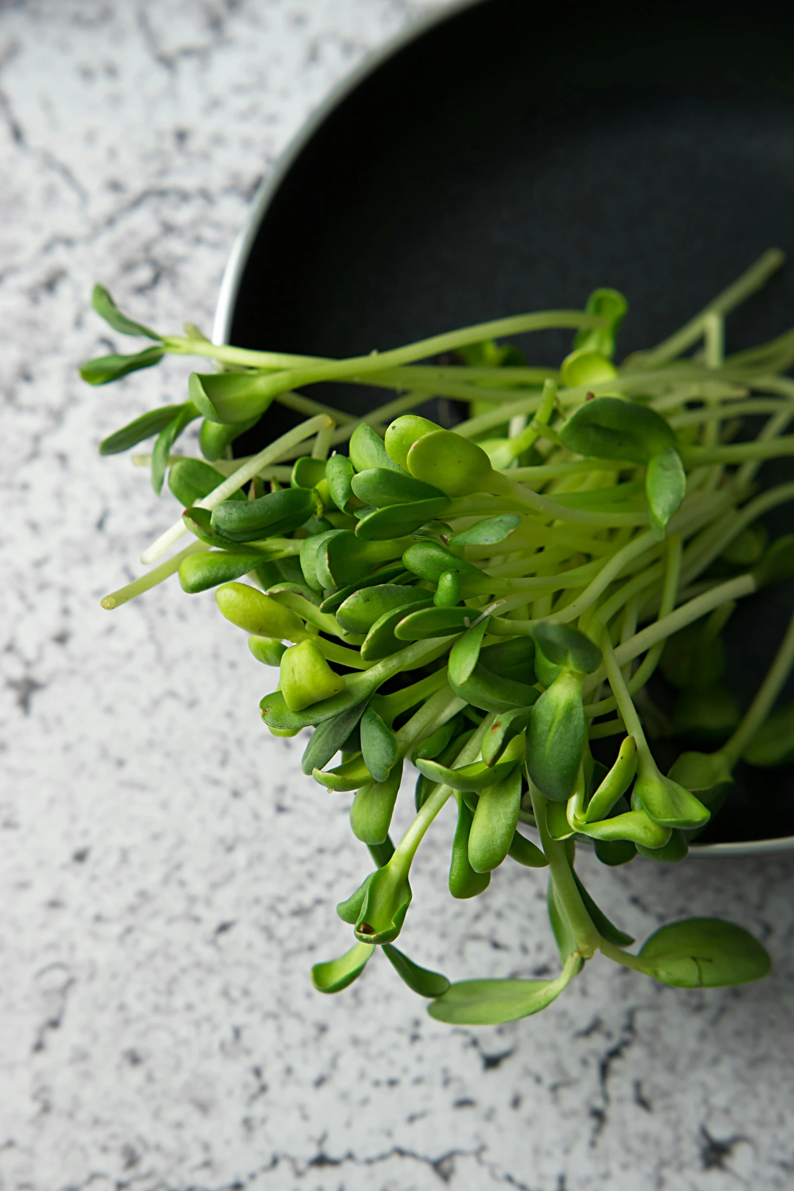 a bunch of water hyacinths in a black bowl