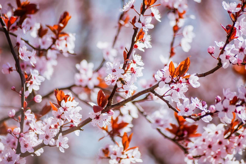 an extremely close s of pink flowers on a cherry blossom tree