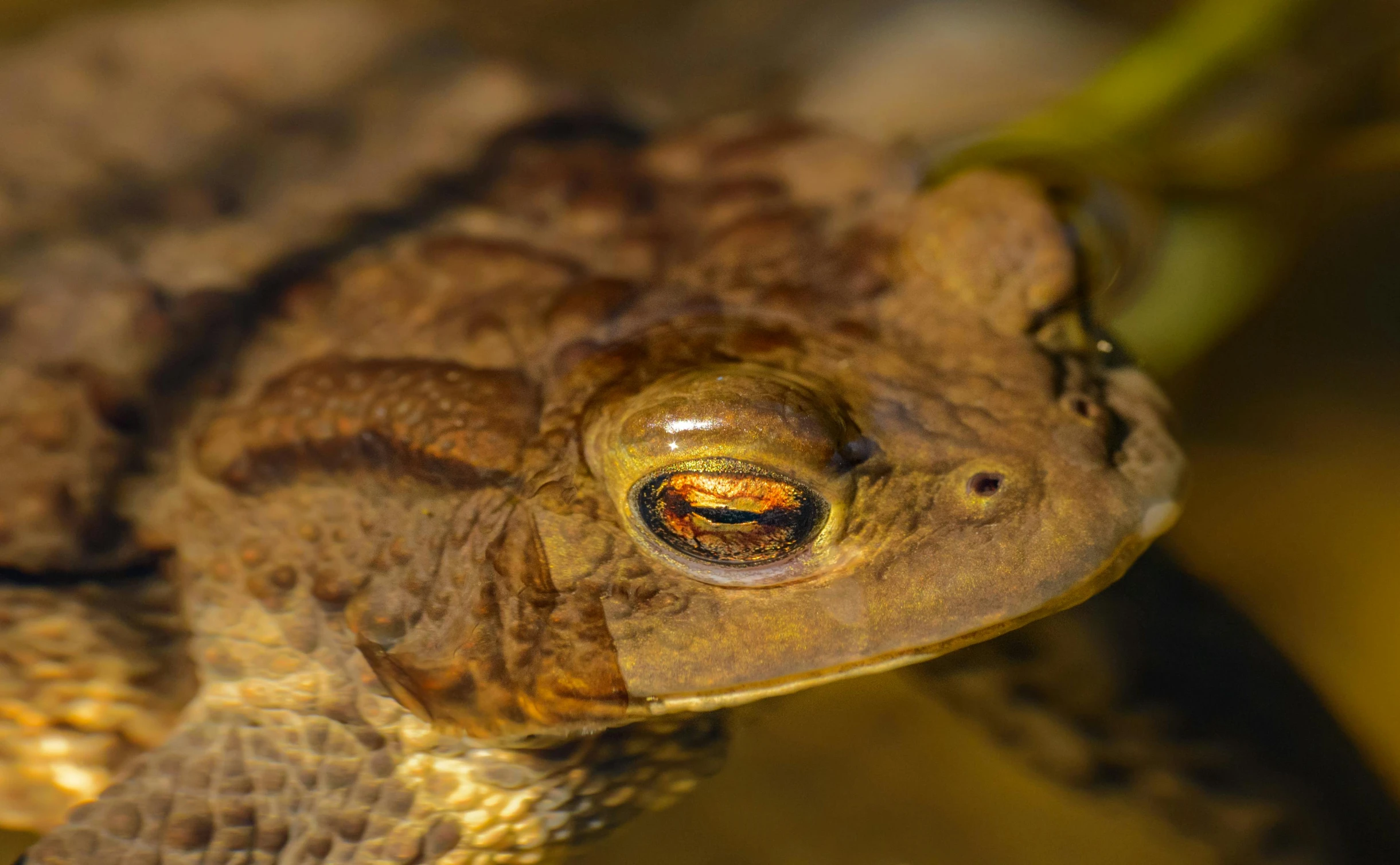 a close up po of a toad like animal