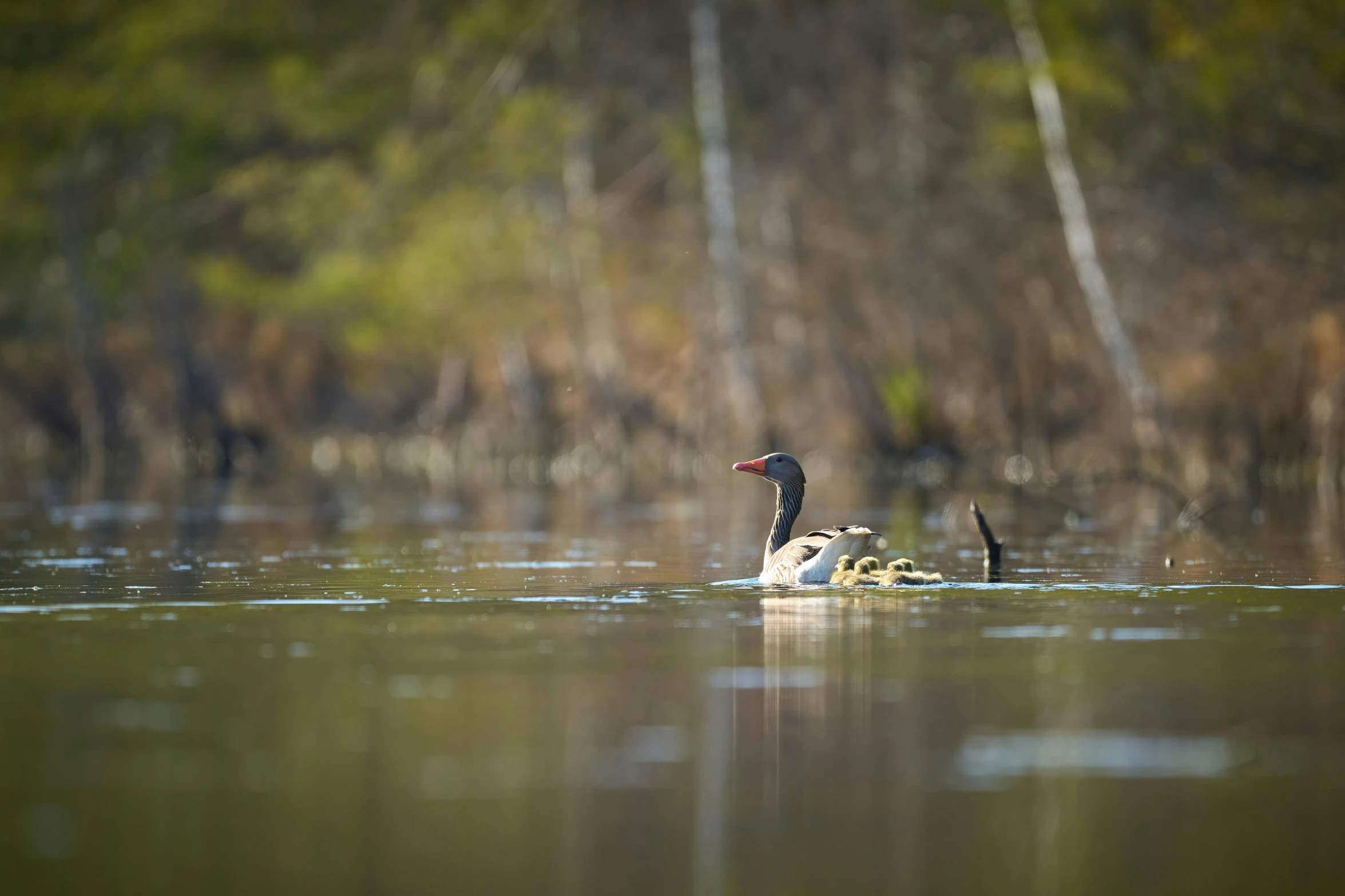 two birds in the water near the shore