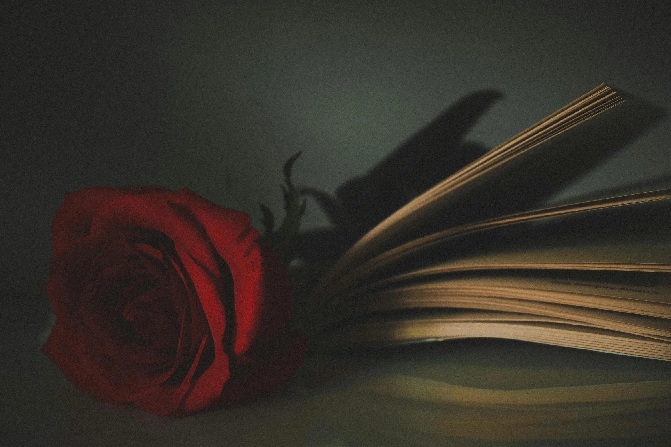 a rose sits on top of an open book