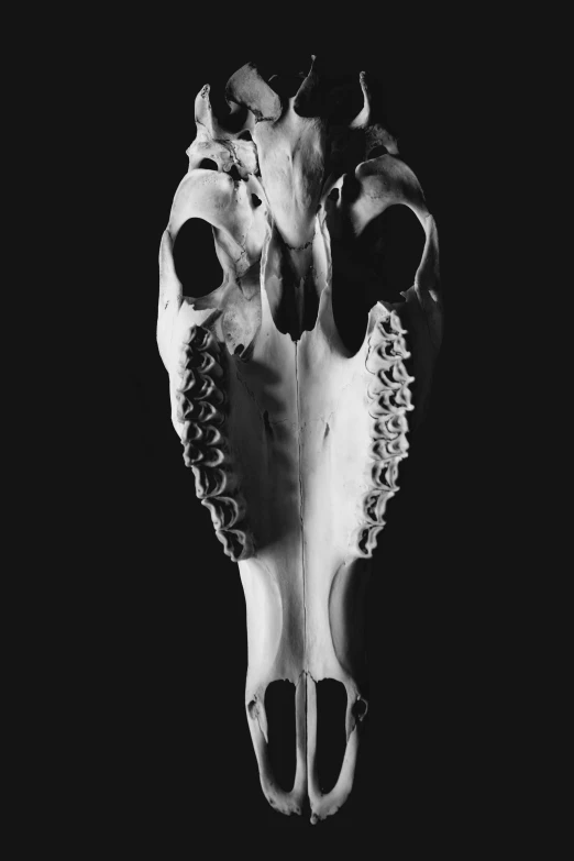 a single skull is shown against a black background