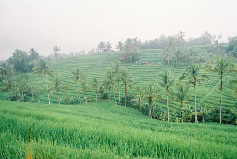 a large green field filled with lots of palm trees