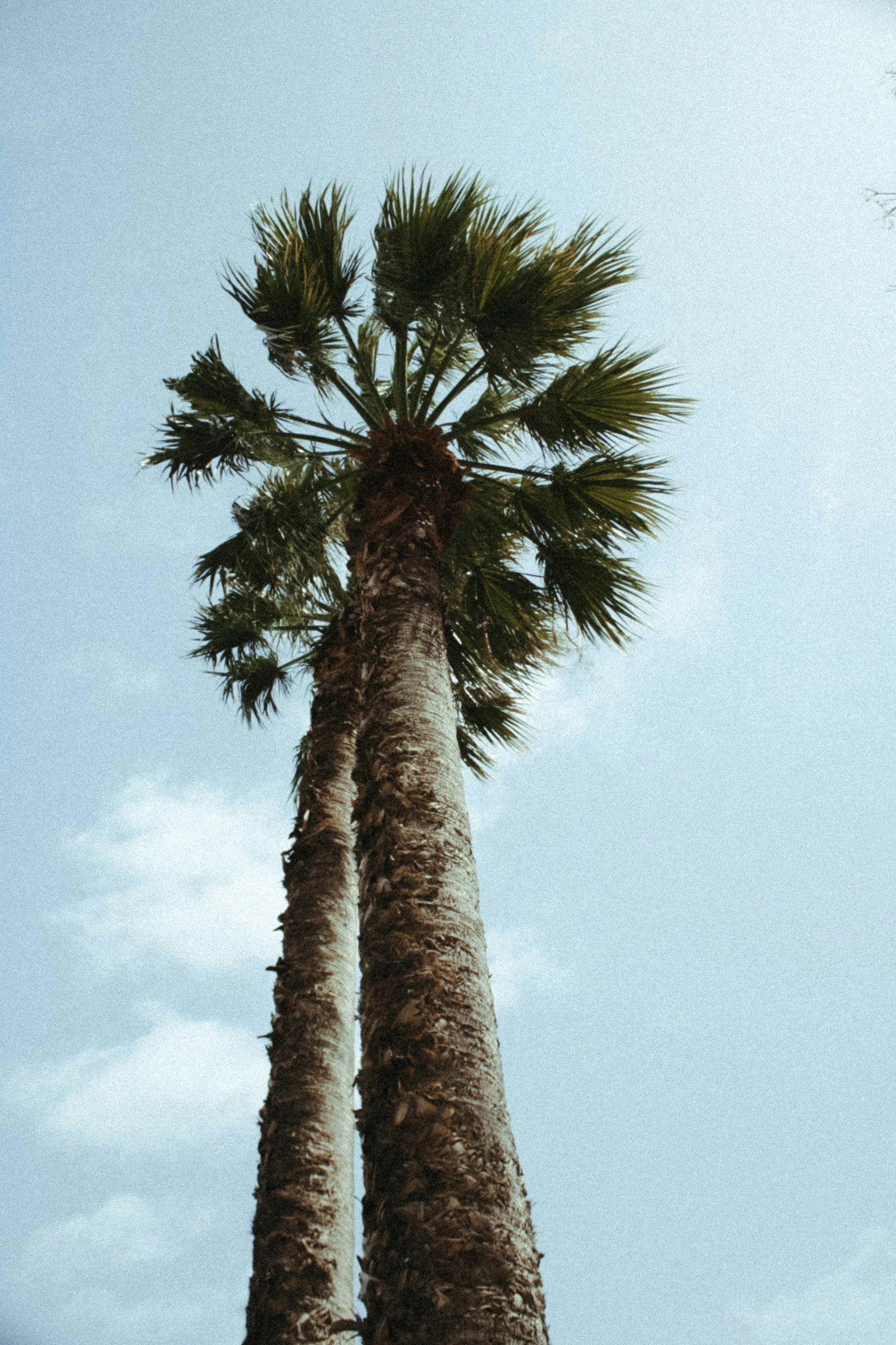 the palm trees against a blue sky is a great contrast to a cloudy day