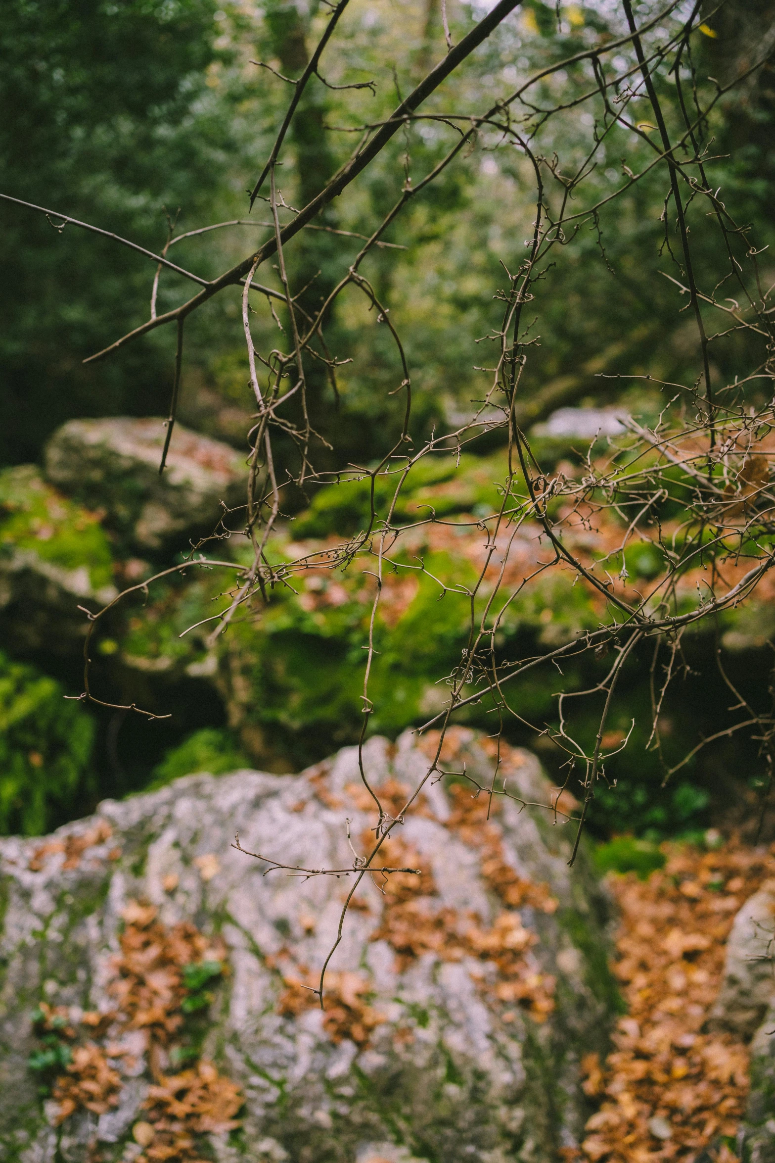 leaves growing on some very pretty rocks in the forest