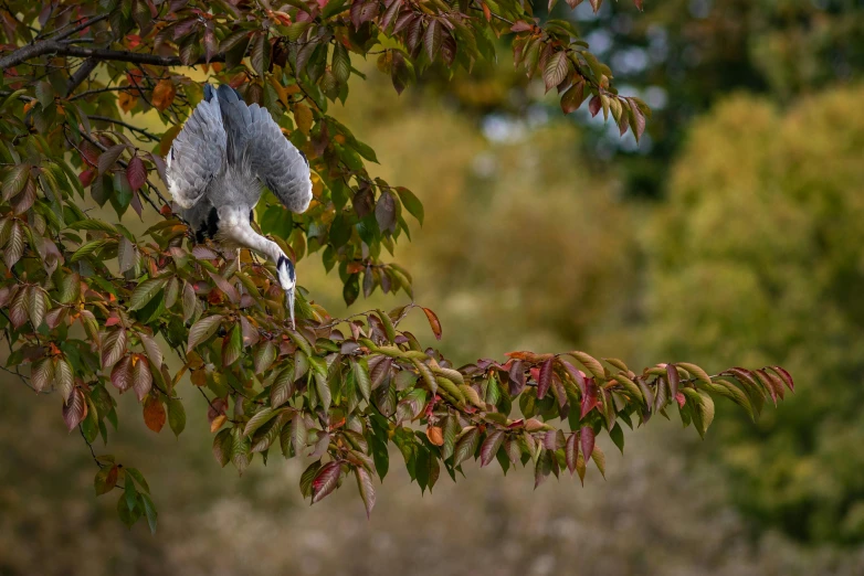 a bird is flying up in the tree nch