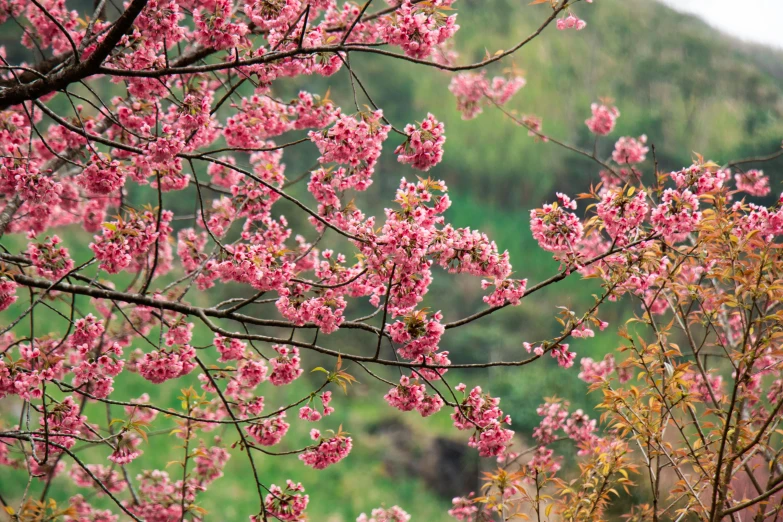 a tree full of pink flowers in a forest