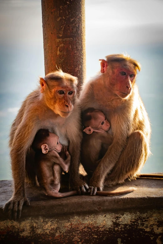 three monkeys sitting beside each other on a cement platform
