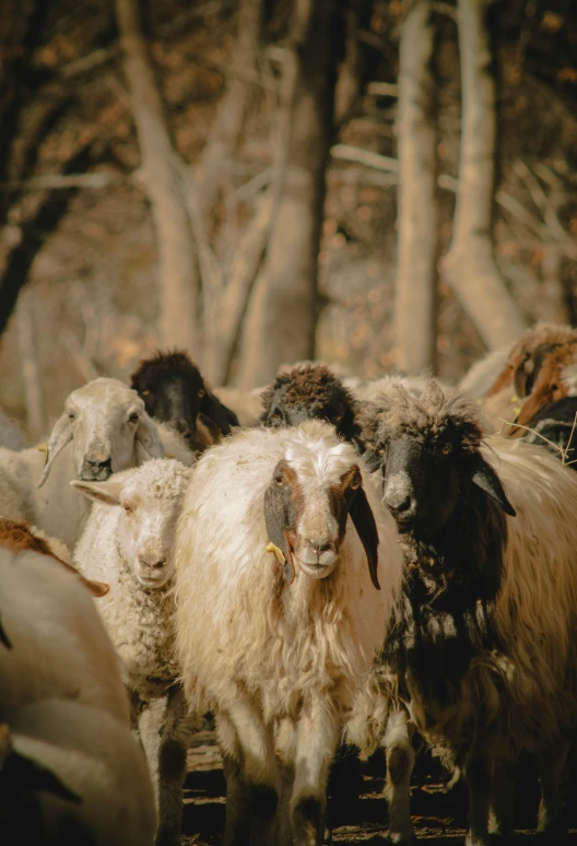 a group of sheep standing together in a wooded area