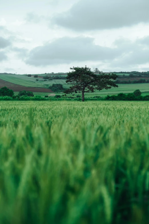 some very tall grass and a single tree