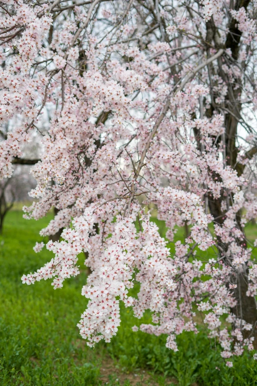 trees with white and pink flowers in the background