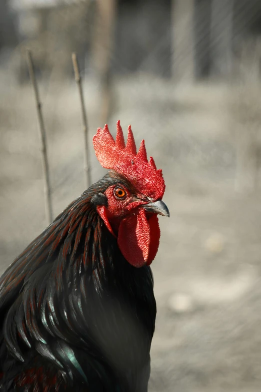 the head and beak of a black and red rooster