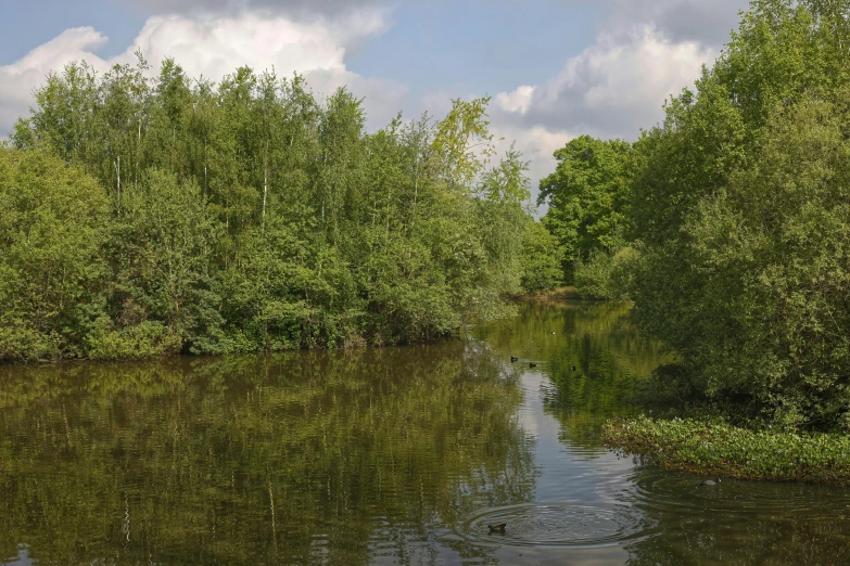 a body of water surrounded by tall trees